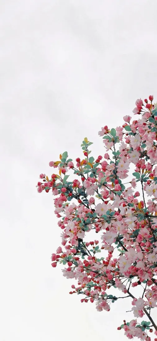 垂丝海棠手机壁纸|纯色背景图片 - 清新花卉「哲风壁纸」 垂丝海棠手机壁纸|纯色背景图片 - 清新花卉「哲风壁纸」