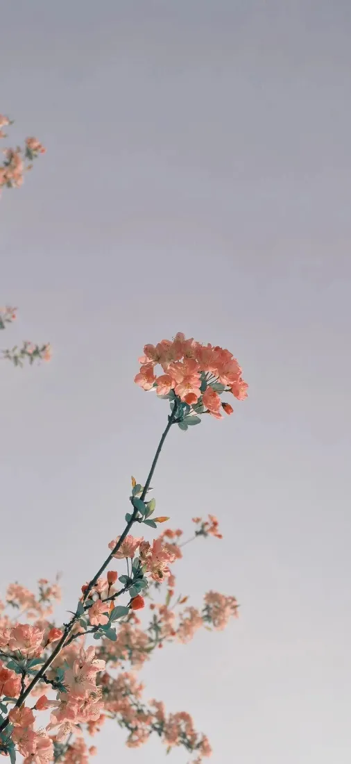 垂丝海棠手机壁纸｜简约背景图片 - IOS26「哲风壁纸」