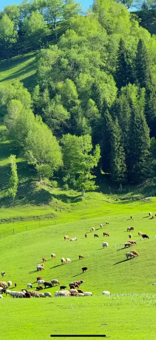 阳光洒落的翠绿山坡牧场，成群牛羊在草地上悠闲吃草，后方是茂密山林。