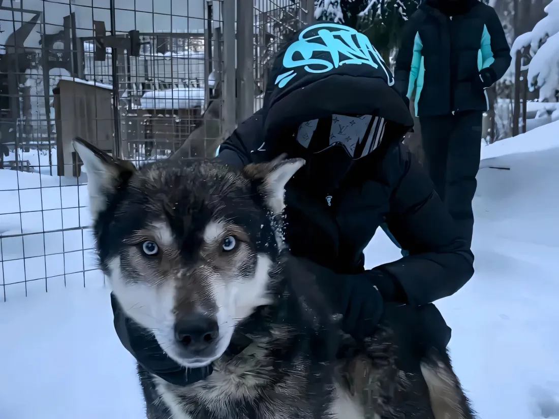 3k雪橇犬壁纸|雪地背景图片 - 冬日户外「哲风壁纸」 雪地围栏前,蓝眼哈士奇正对镜头,身后有穿黑衣戴头盔的人。