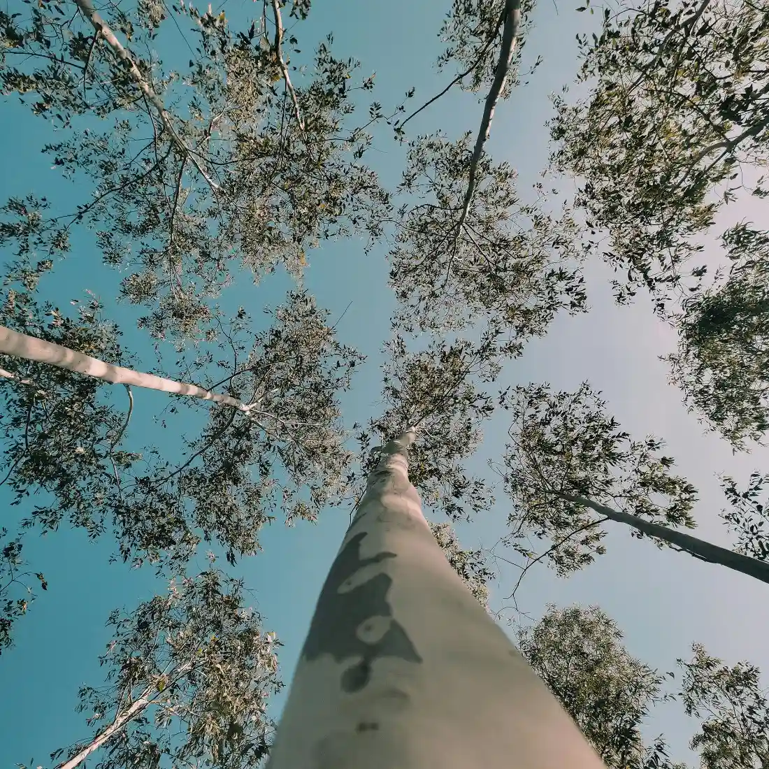 树林天空手机壁纸|仰视森林背景图片 - 自然户外风景「哲风壁纸」 树林天空手机壁纸|仰视森林背景图片 - 自然户外风景「哲风壁纸」