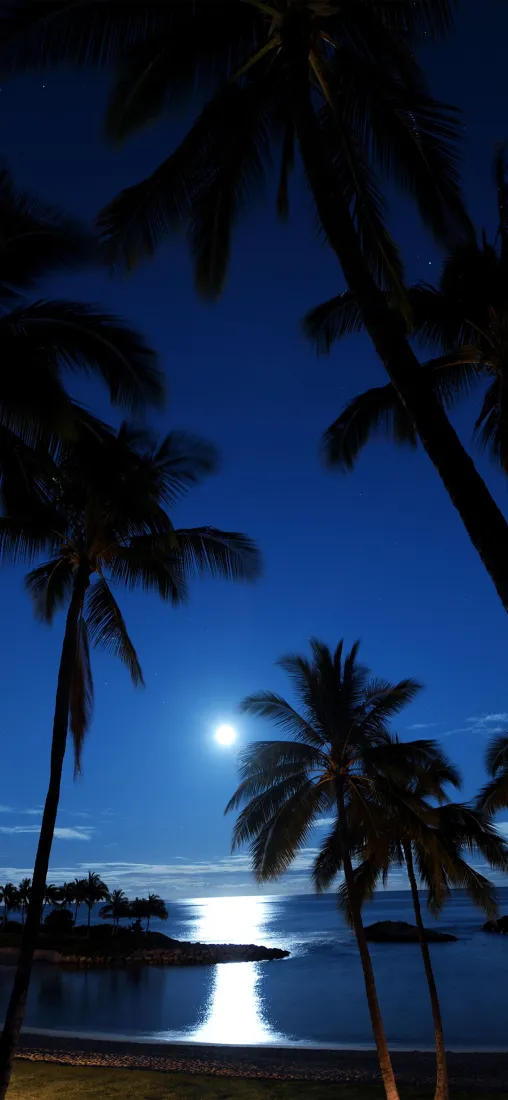 椰林夜景手机壁纸|海边月光背景图片 - 热带海滨风光「哲风壁纸」 椰林夜景手机壁纸|海边月光背景图片 - 热带海滨风光「哲风壁纸」