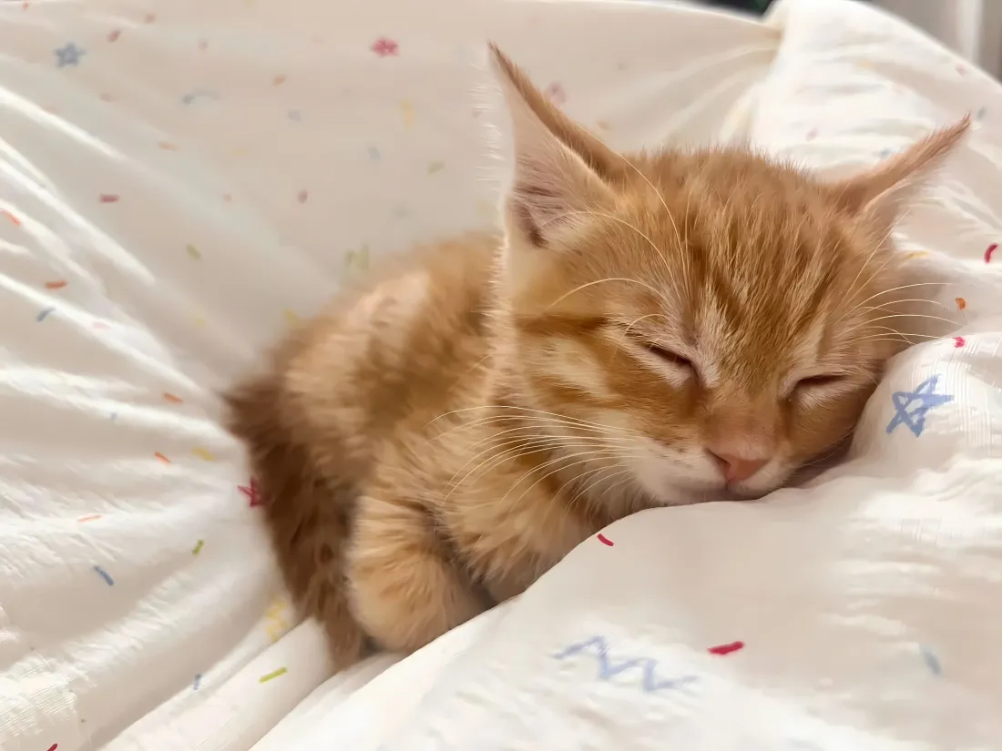 4k软萌小橘猫壁纸|被窝酣睡背景图片 - 治愈可爱宠物「哲风壁纸」 4k软萌小橘猫壁纸|被窝酣睡背景图片 - 治愈可爱宠物「哲风壁纸」