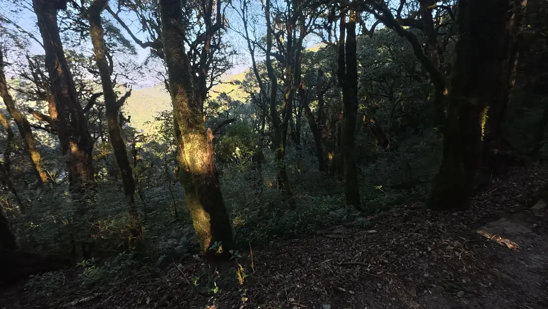 4k森林壁纸|林间日落背景图片 - 自然风景「哲风壁纸」 4k森林壁纸|林间日落背景图片 - 自然风景「哲风壁纸」