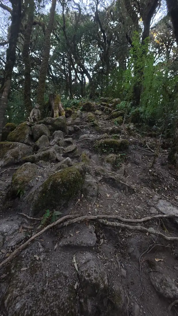 森林小径手机壁纸|石头山路背景图片 - 自然山林风光「哲风壁纸」 森林小径手机壁纸|石头山路背景图片 - 自然山林风光「哲风壁纸」