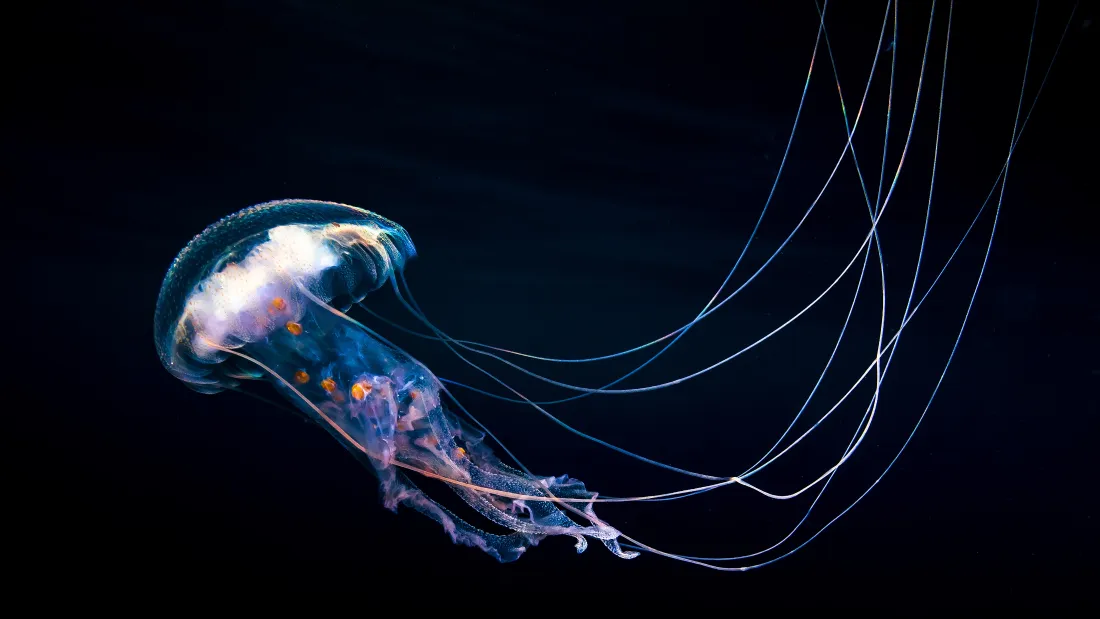 4k墨西哥水母壁纸｜深海背景图片 - 海洋浮游生物「哲风壁纸」