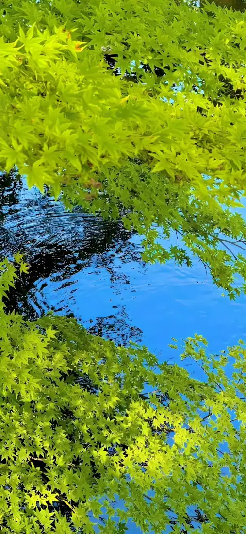 绿树湖水手机壁纸|自然风景背景图片 - 清新养眼「哲风壁纸」 绿树湖水手机壁纸|自然风景背景图片 - 清新养眼「哲风壁纸」