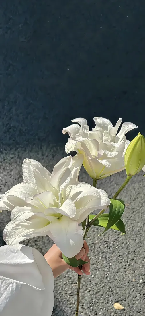 白色百合花束手机壁纸|简约户外背景图片 - 清新淡雅治愈「哲风壁纸」 白色百合花束手机壁纸|简约户外背景图片 - 清新淡雅治愈「哲风壁纸」