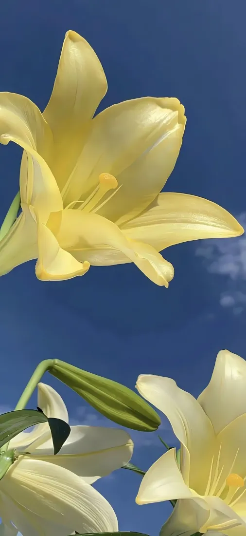 百合花手机壁纸｜蓝天背景图片 - 清新自然花卉「哲风壁纸」
