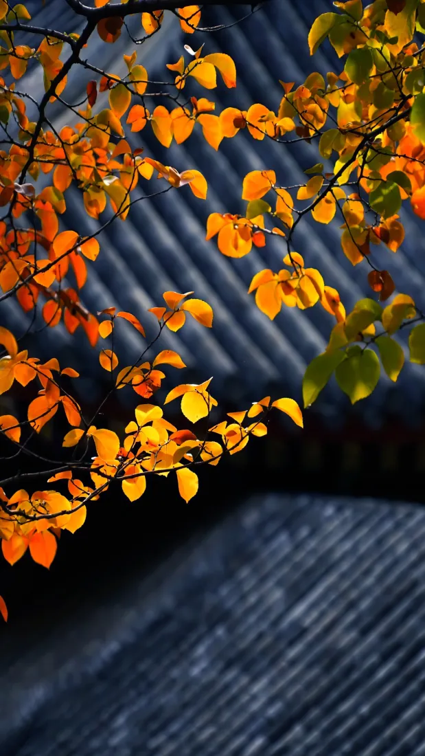秋日暖光下橙黄秋叶枝条垂落，背景为虚化的灰瓦古建筑屋檐