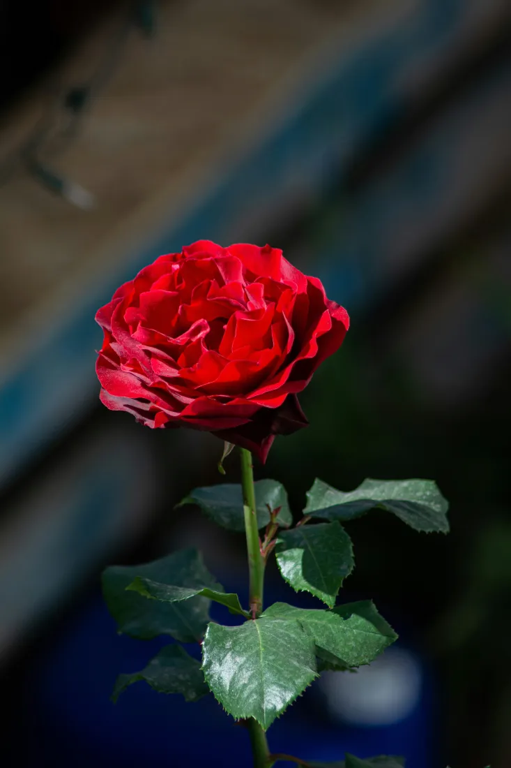 4k植物壁纸 - 花朵 - 鲜花 - 浪漫「哲风壁纸」