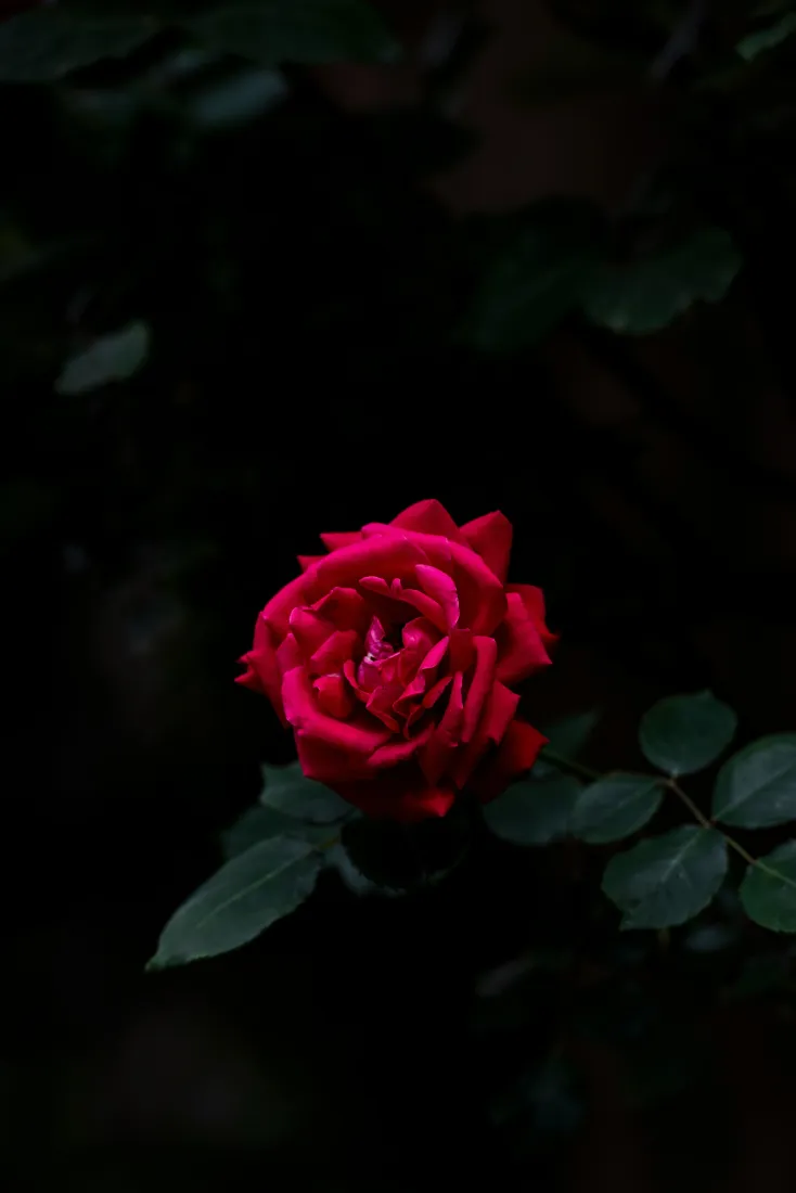 4k花瓣壁纸 - 植物 - 特写 - 自然「哲风壁纸」