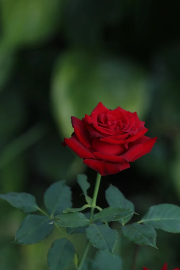 4k植物壁纸 - 自然 - 绿植 - 花卉「哲风壁纸」