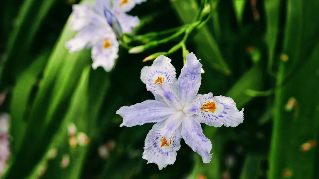 2k兰花壁纸|绿色植物背景图片 - 清新淡雅花卉「哲风壁纸」 浅紫色带斑纹的鸢尾花特写,背景为虚化的鲜绿色长叶片。
