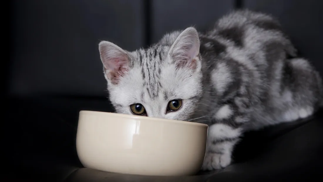 4k灰色壁纸 - 宠物 - 动物 - 猫咪「哲风壁纸」