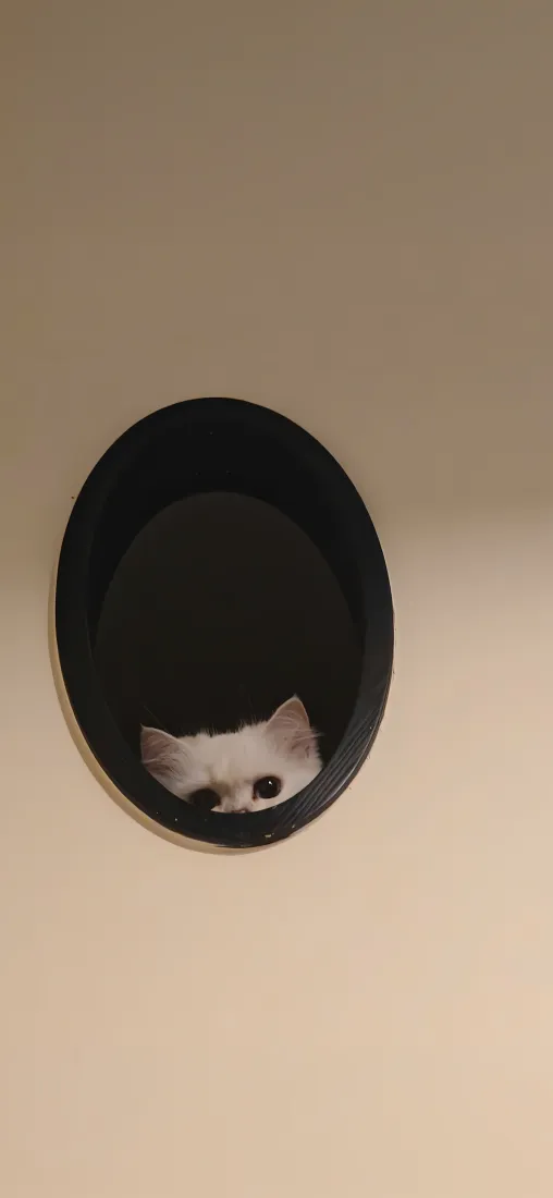 白色小猫从墙面黑色圆形洞口下方探出脑袋，背景为浅米色墙面