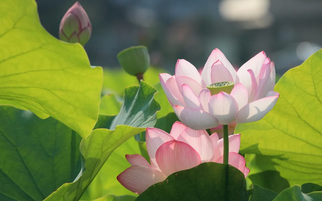 2k荷花壁纸|夏日荷塘荷叶背景图片 - 清新水生植物花卉「哲风壁纸」 夏日荷塘中盛放的粉色荷花与鲜绿荷叶,背景虚化朦胧