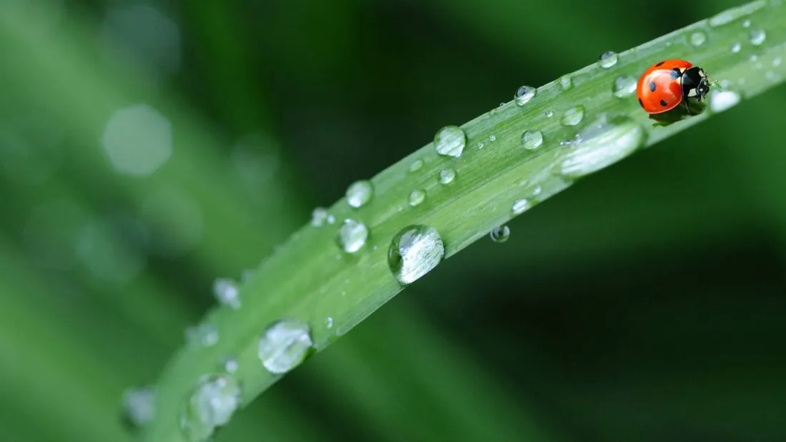 2k护眼风景壁纸|草叶露珠背景图片 - 清新自然昆虫特写「哲风壁纸」 2k护眼风景壁纸|草叶露珠背景图片 - 清新自然昆虫特写「哲风壁纸」