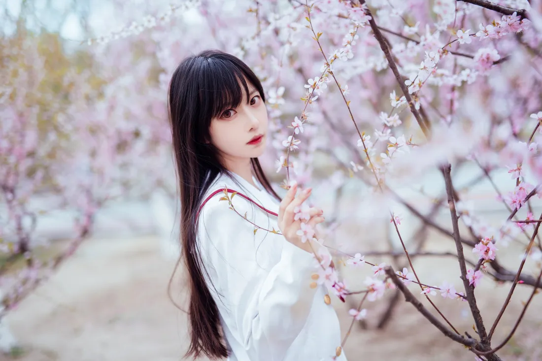 4kShika小鹿鹿壁纸｜樱花树背景图片 - 白色JK少女写真「哲风壁纸」