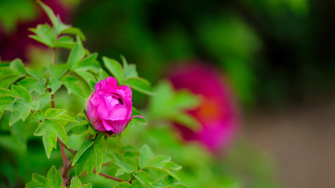 2k牡丹花苞壁纸｜绿植花卉背景图片 - 自然清新风景「哲风壁纸」