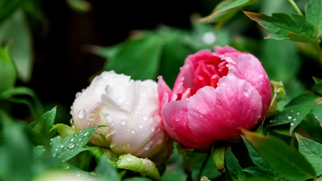 2k牡丹壁纸|雨后含苞花卉背景图片 - 清新自然绿植「哲风壁纸」 2k牡丹壁纸|雨后含苞花卉背景图片 - 清新自然绿植「哲风壁纸」
