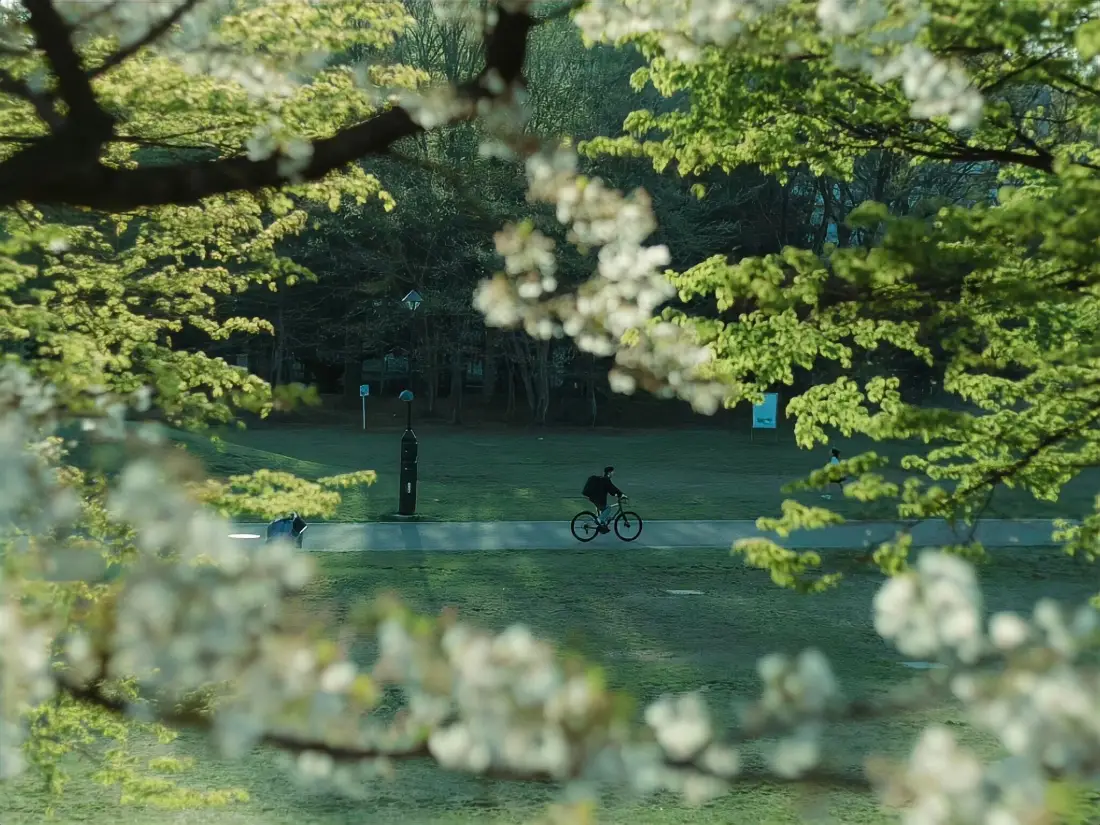 2k公园美景壁纸|绿植白花背景图片 - 户外骑行休闲场景「哲风壁纸」 2k公园美景壁纸|绿植白花背景图片 - 户外骑行休闲场景「哲风壁纸」