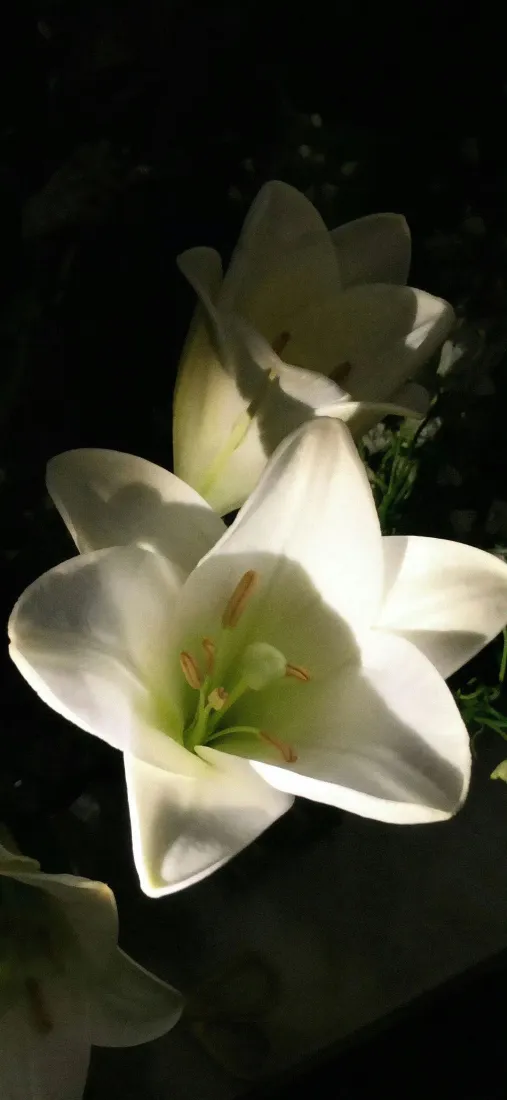 百合花手机壁纸｜白色鲜花背景图片 - 暗调光影特写「哲风壁纸」