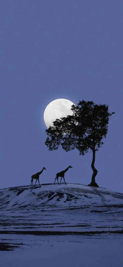 月夜非洲草原手机壁纸|长颈鹿孤树背景图片 - 静谧自然风景「哲风壁纸」 月夜非洲草原手机壁纸|长颈鹿孤树背景图片 - 静谧自然风景「哲风壁纸」