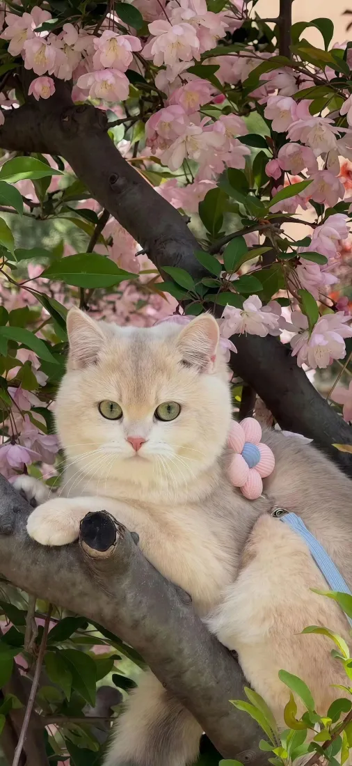 可爱小猫手机壁纸|粉花树枝背景图片 - 治愈萌系宠物「哲风壁纸」 可爱小猫手机壁纸|粉花树枝背景图片 - 治愈萌系宠物「哲风壁纸」