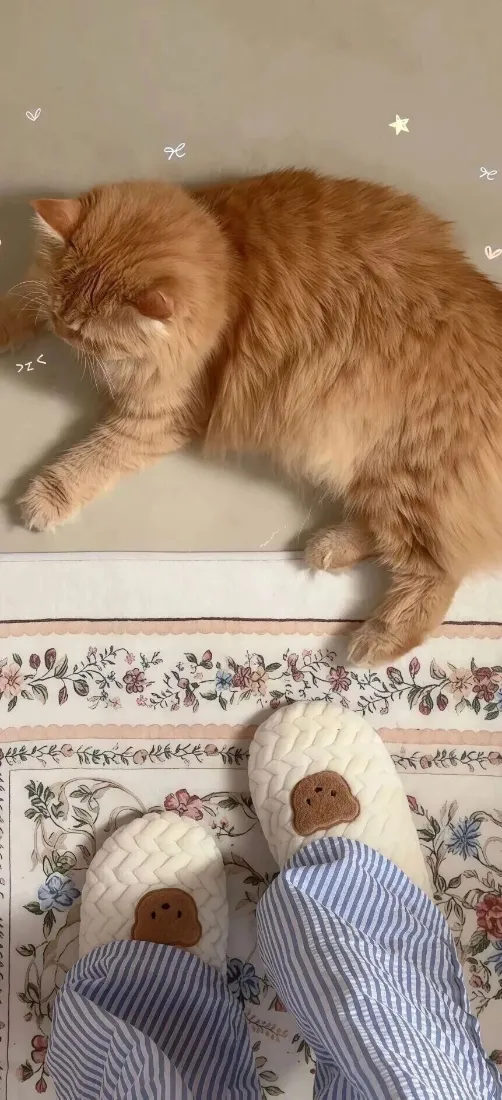 软萌橘猫手机壁纸｜居家治愈背景图片 - 可爱宠物休闲日常「哲风壁纸」