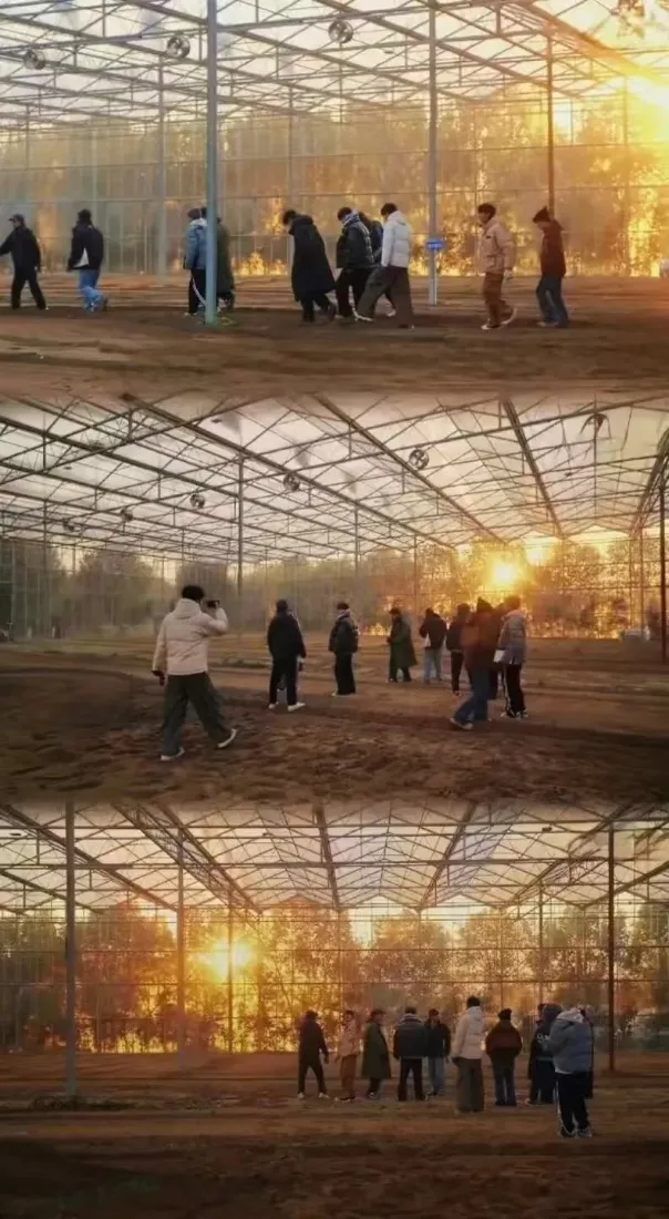 三格拼接黄昏钢架大棚内，多名青年在泥土地上劳作的场景