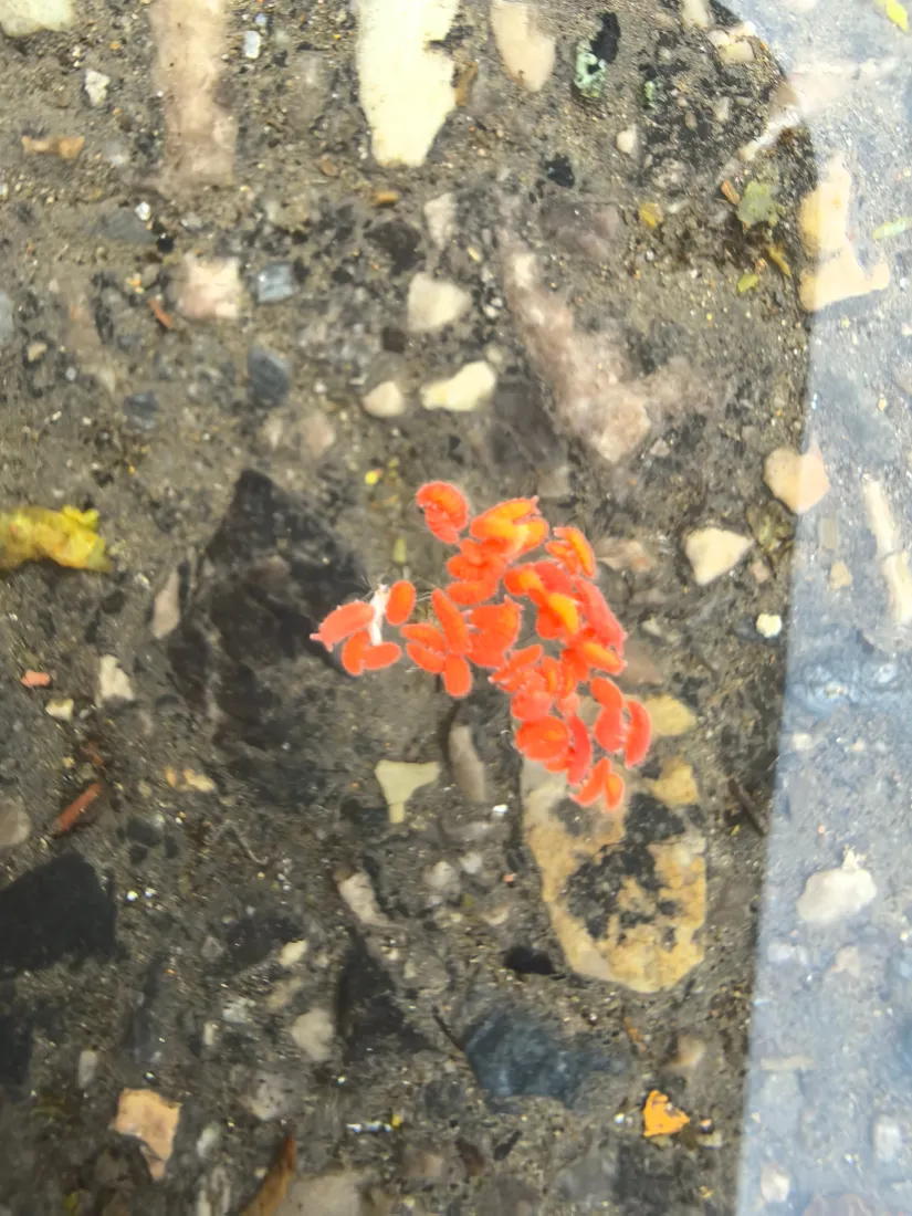 浅滩水底沙石上聚集着一团橙红色水生小生物