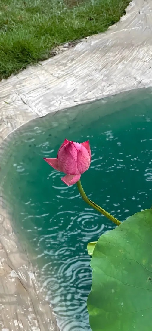 荷花花苞手机壁纸|池畔青绿水景背景图片 - 夏日小池清荷景致「哲风壁纸」 荷花花苞手机壁纸|池畔青绿水景背景图片 - 夏日小池清荷景致「哲风壁纸」
