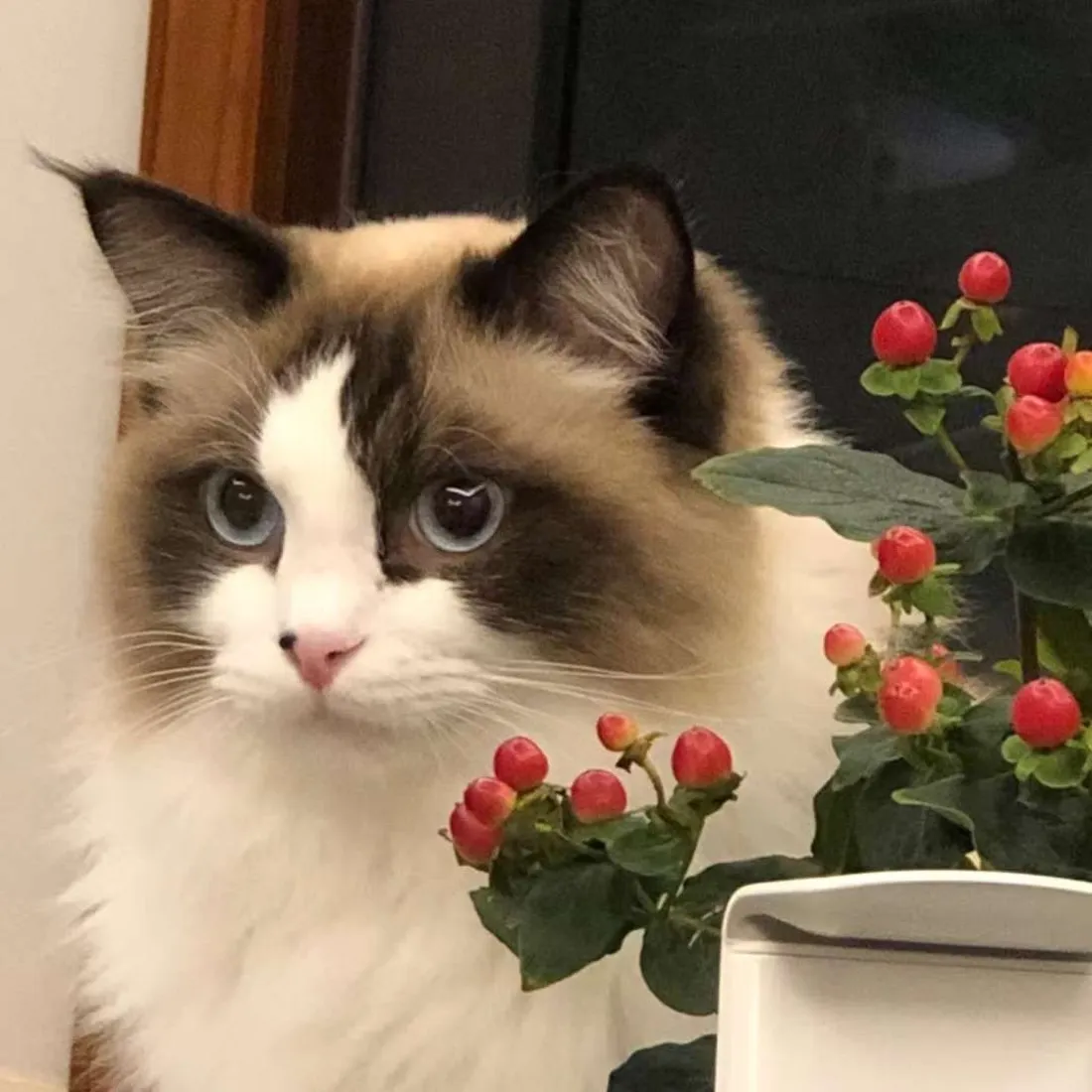 布偶猫手机壁纸|室内萌宠背景图片 - 蓝眼长毛猫咪与红果绿植「哲风壁纸」 布偶猫手机壁纸|室内萌宠背景图片 - 蓝眼长毛猫咪与红果绿植「哲风壁纸」
