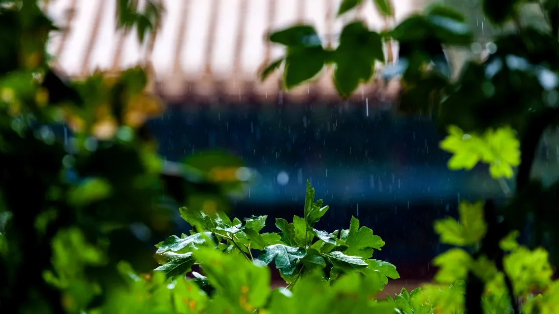 2k紫禁城红墙雨景壁纸|绿叶背景图片 - 古风「哲风壁纸」 2k紫禁城红墙雨景壁纸|绿叶背景图片 - 古风「哲风壁纸」