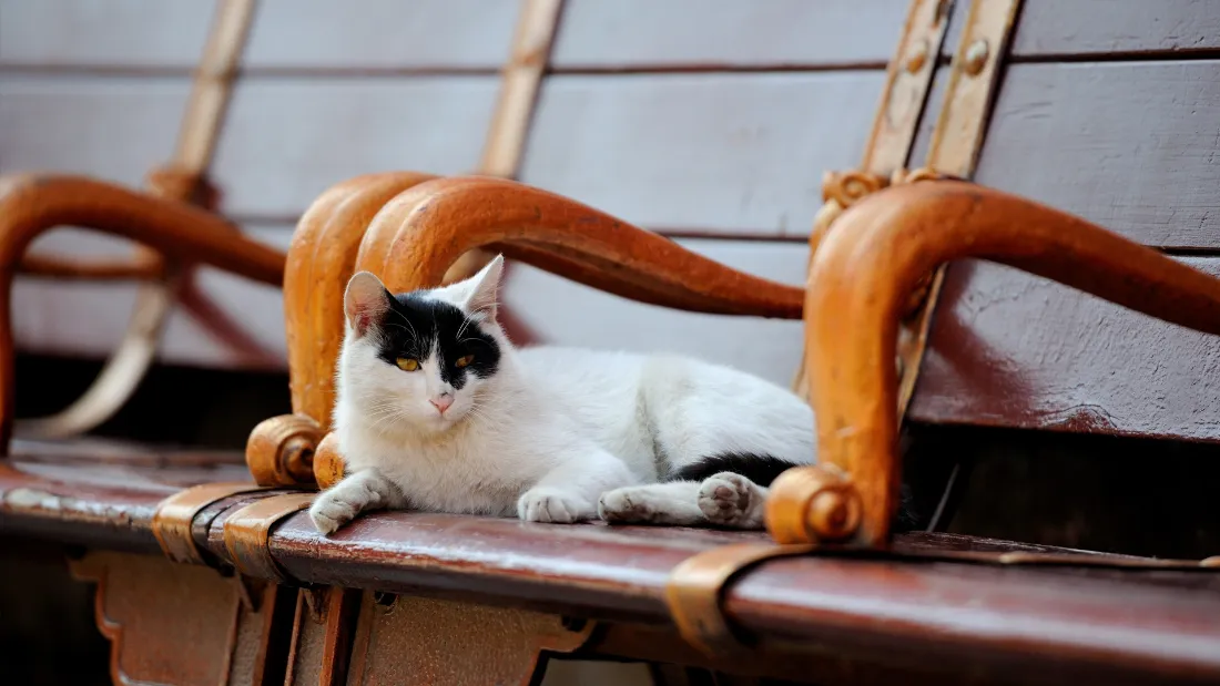 2k故宫御猫壁纸|紫禁城休憩背景图片 - 木质长椅黑白猫咪「哲风壁纸」 2k故宫御猫壁纸|紫禁城休憩背景图片 - 木质长椅黑白猫咪「哲风壁纸」