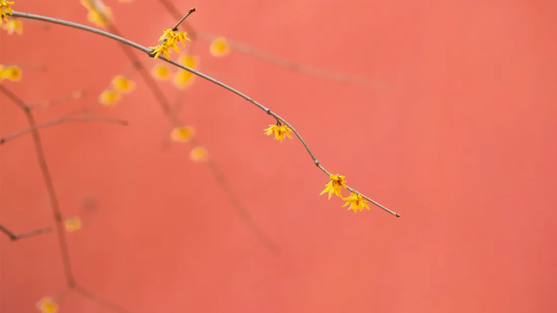 2k紫禁城蜡梅壁纸|红墙花枝背景图片 - 冬春宫墙景致「哲风壁纸」 2k紫禁城蜡梅壁纸|红墙花枝背景图片 - 冬春宫墙景致「哲风壁纸」