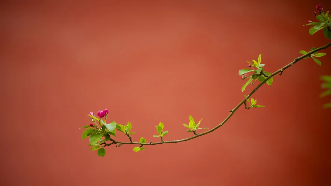 2k紫禁城红墙|花枝背景图片 - 宫墙嫩芽新枝意境「哲风壁纸」 2k紫禁城红墙|花枝背景图片 - 宫墙嫩芽新枝意境「哲风壁纸」