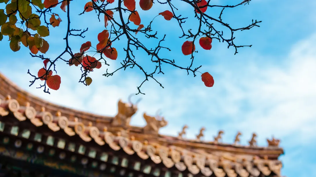 2k古建飞檐壁纸|蓝天背景图片 - 红叶秋景「哲风壁纸」 2k古建飞檐壁纸|蓝天背景图片 - 红叶秋景「哲风壁纸」
