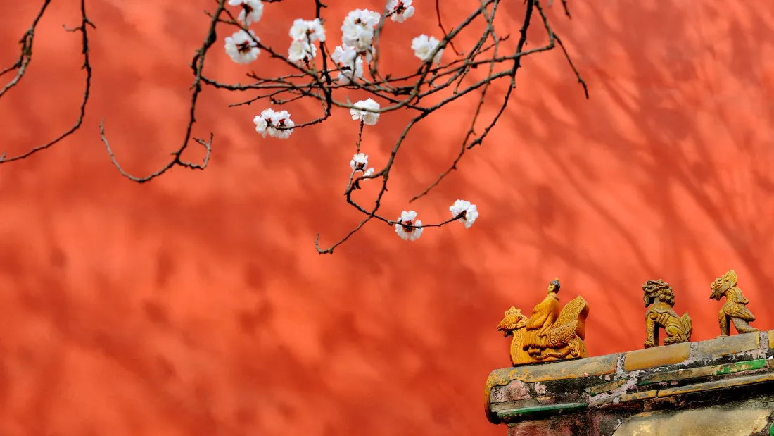2k宫墙梅花壁纸|红墙檐角背景图片 - 古韵春景「哲风壁纸」 2k宫墙梅花壁纸|红墙檐角背景图片 - 古韵春景「哲风壁纸」