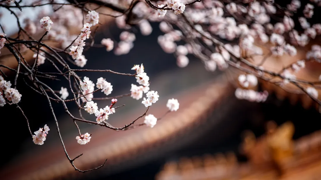 2k樱花壁纸｜古建筑飞檐背景图片 - 春日花枝落花景致「哲风壁纸」