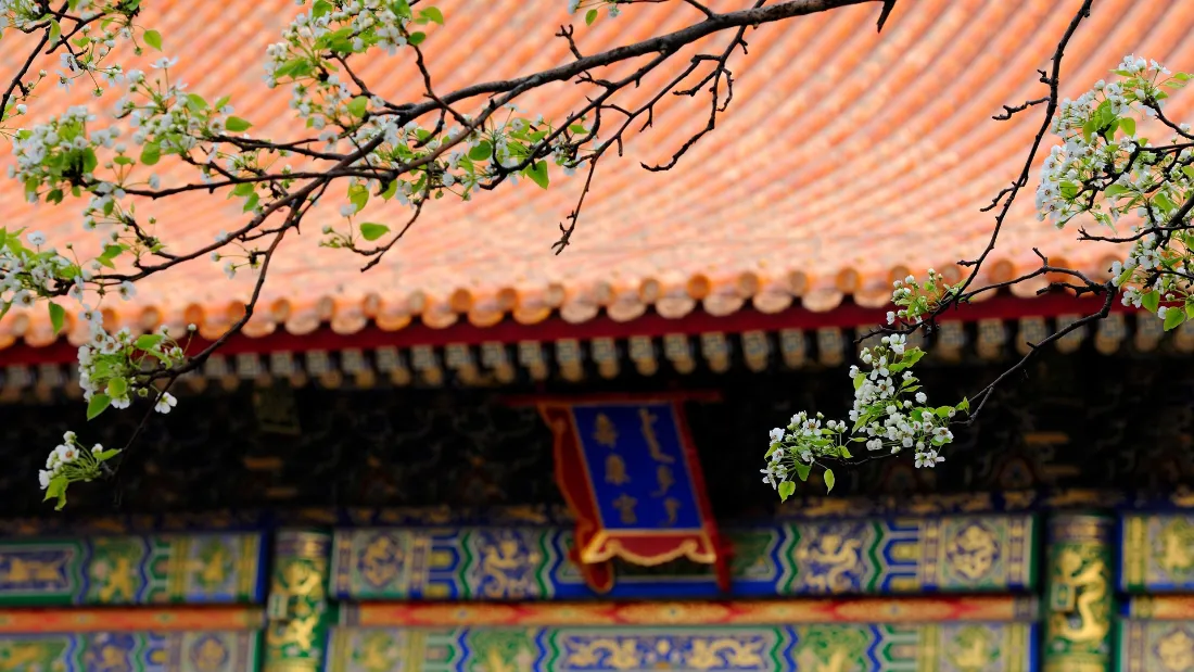 2k中式古建筑壁纸|红瓦花枝背景图片 - 春日故宫「哲风壁纸」 2k中式古建筑壁纸|红瓦花枝背景图片 - 春日故宫「哲风壁纸」