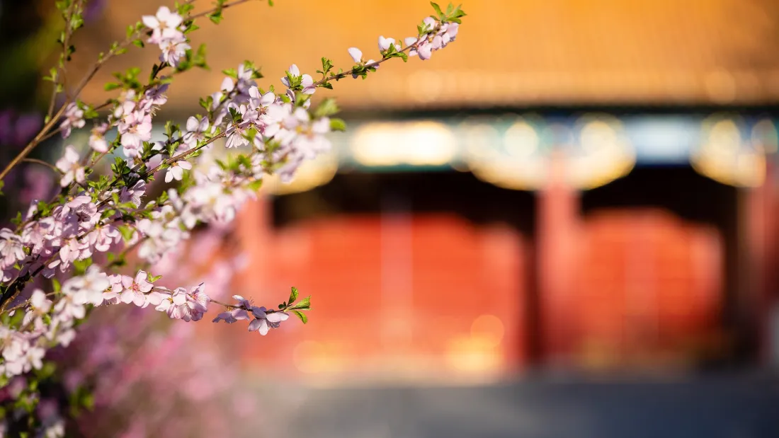 3k春花古建壁纸｜宫墙背景图片 - 淡紫花枝春意景致「哲风壁纸」
