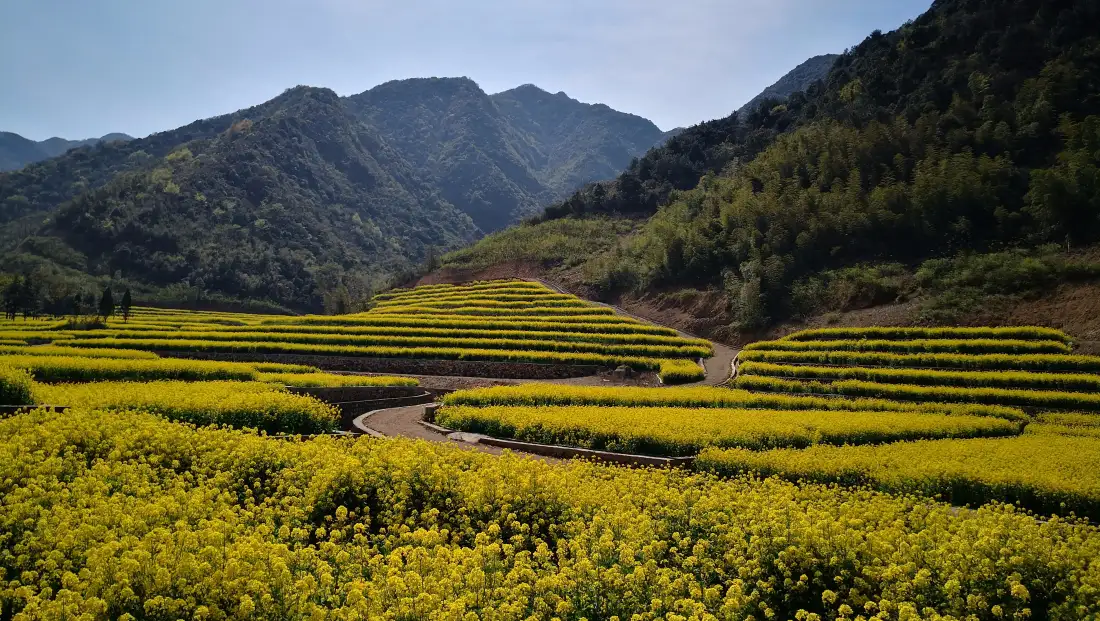4k山间梯田花田壁纸｜蓝天青山背景图片 - 金色田园风光「哲风壁纸」