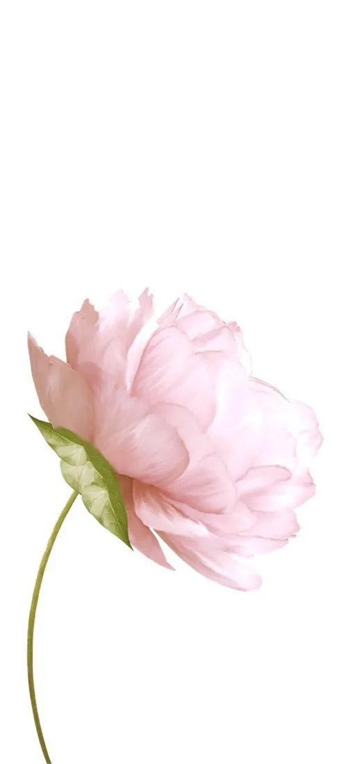 粉色花手机壁纸|简约清新背景图片 - 淡雅花朵「哲风壁纸」 粉色花手机壁纸|简约清新背景图片 - 淡雅花朵「哲风壁纸」