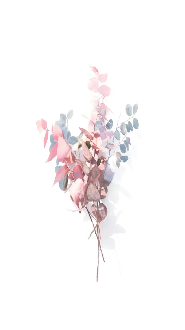花束手机壁纸｜简约背景图片 - 格调清新粉灰手绘插画「哲风壁纸」