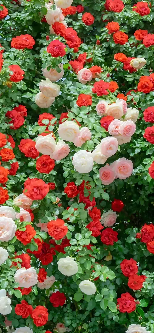 蔷薇花手机壁纸｜花墙背景图片 - 红粉白花朵绿叶繁花「哲风壁纸」