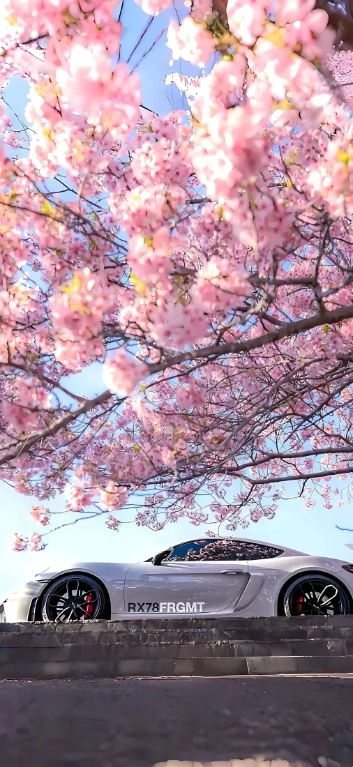 樱花跑车手机壁纸|春日街道背景图片 - 浪漫粉色花树银色超跑「哲风壁纸」 樱花跑车手机壁纸|春日街道背景图片 - 浪漫粉色花树银色超跑「哲风壁纸」