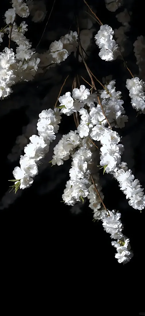 梨花手机壁纸|黑色背景图片 - 夜晚垂吊白色花簇「哲风壁纸」 梨花手机壁纸|黑色背景图片 - 夜晚垂吊白色花簇「哲风壁纸」
