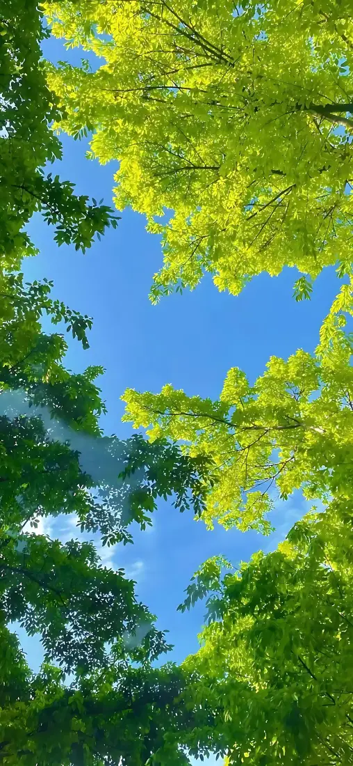 树林蓝天手机壁纸｜仰拍林间背景图片 - 清新自然绿意「哲风壁纸」